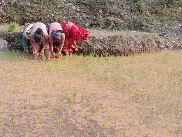 बैतडीमा  सम्पन्न भयो ९० प्रतिशत रोपाइँ 